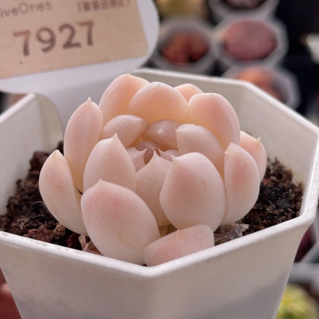 白桃汽水7927-4.0厘米