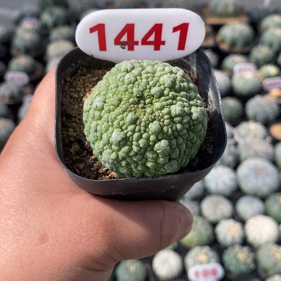 1441凝体玉福利哦亲