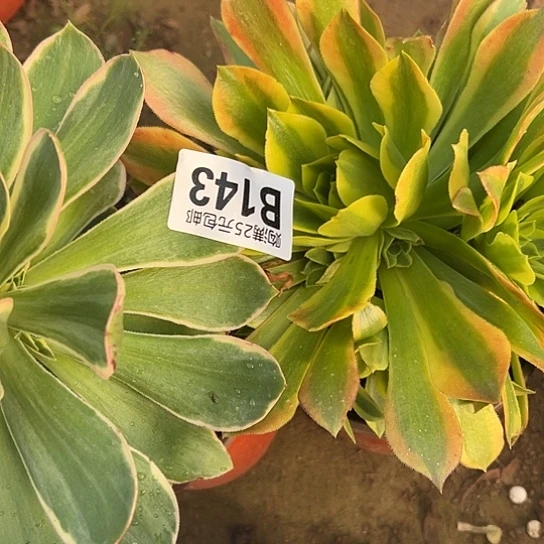 美****草多肉植物两个