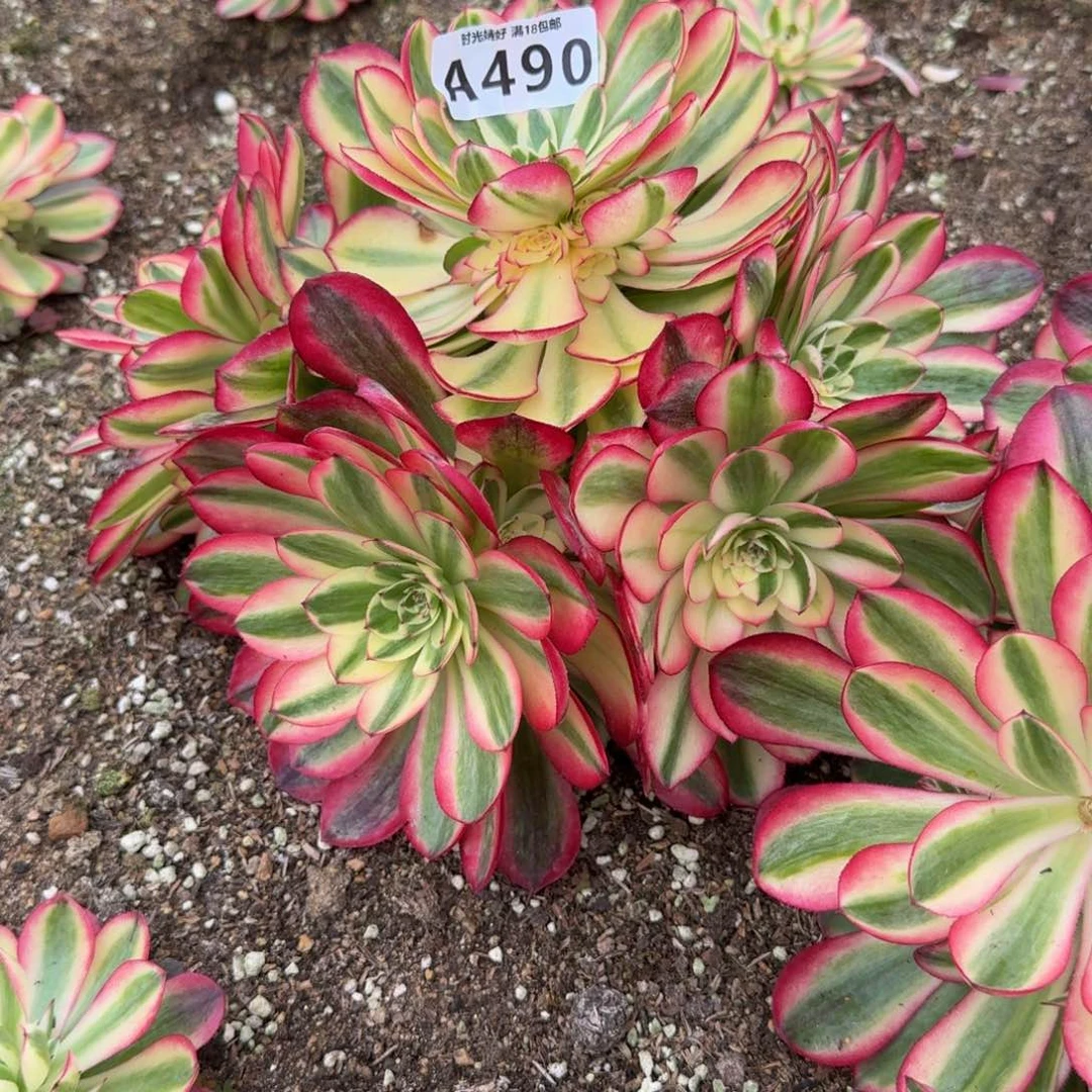 明*490荔枝。多肉植物