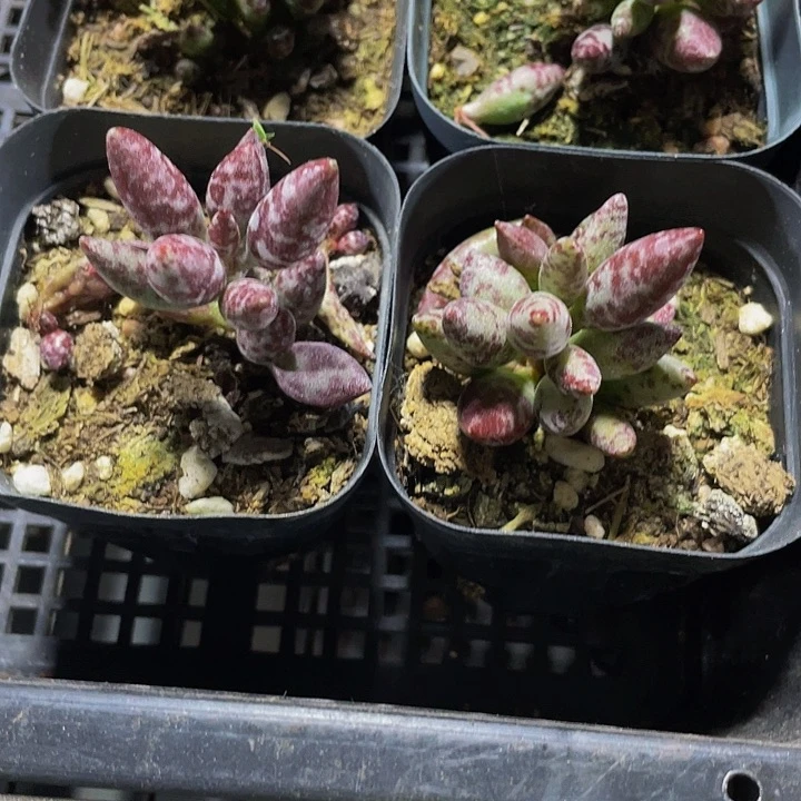 梅花鹿水泡3.8带盆土发