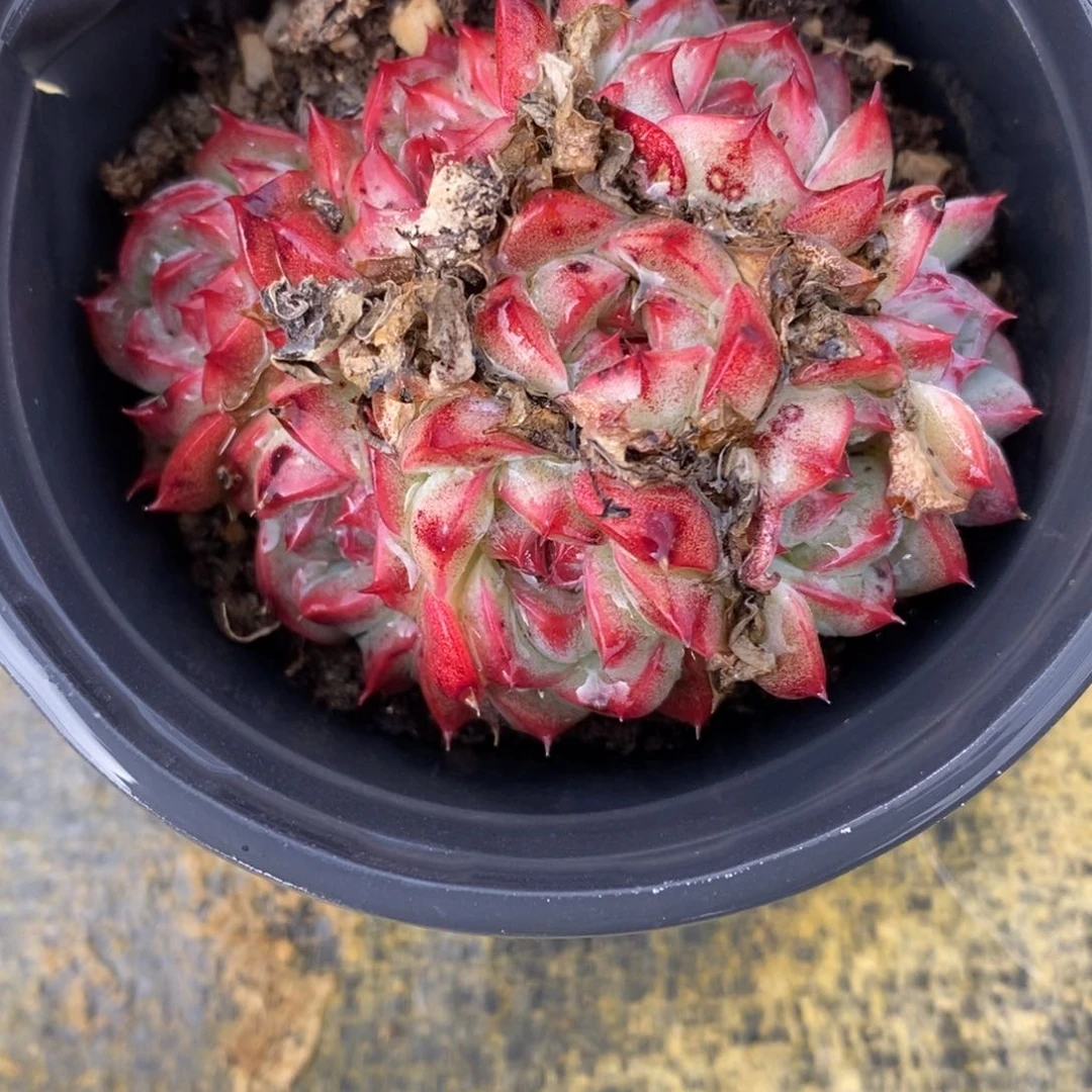 自助下单一物一拍多肉，下滑更多品种选择