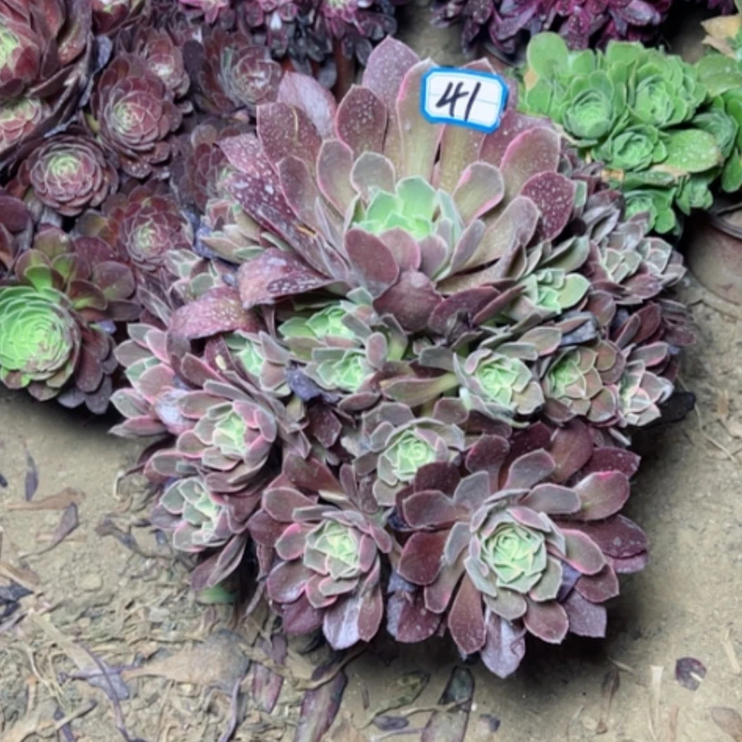 【闪购商品】多肉植物女妖41