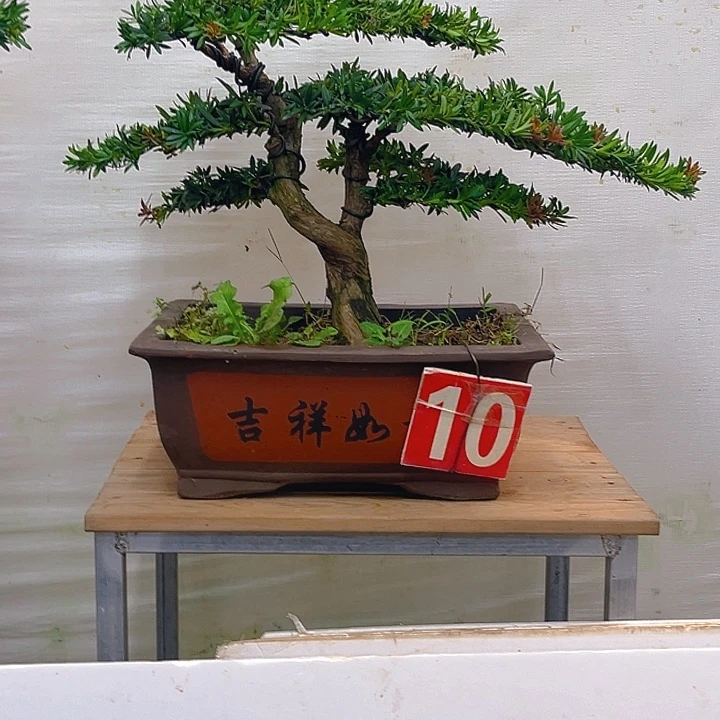 不开花植物10号红芽罗汉松