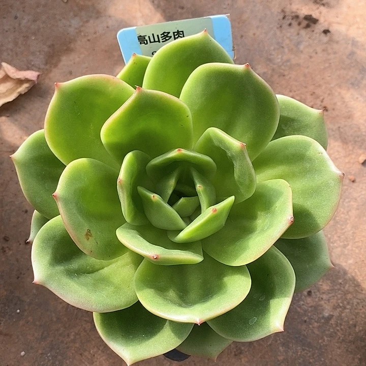 244直播福利翠鸟16
