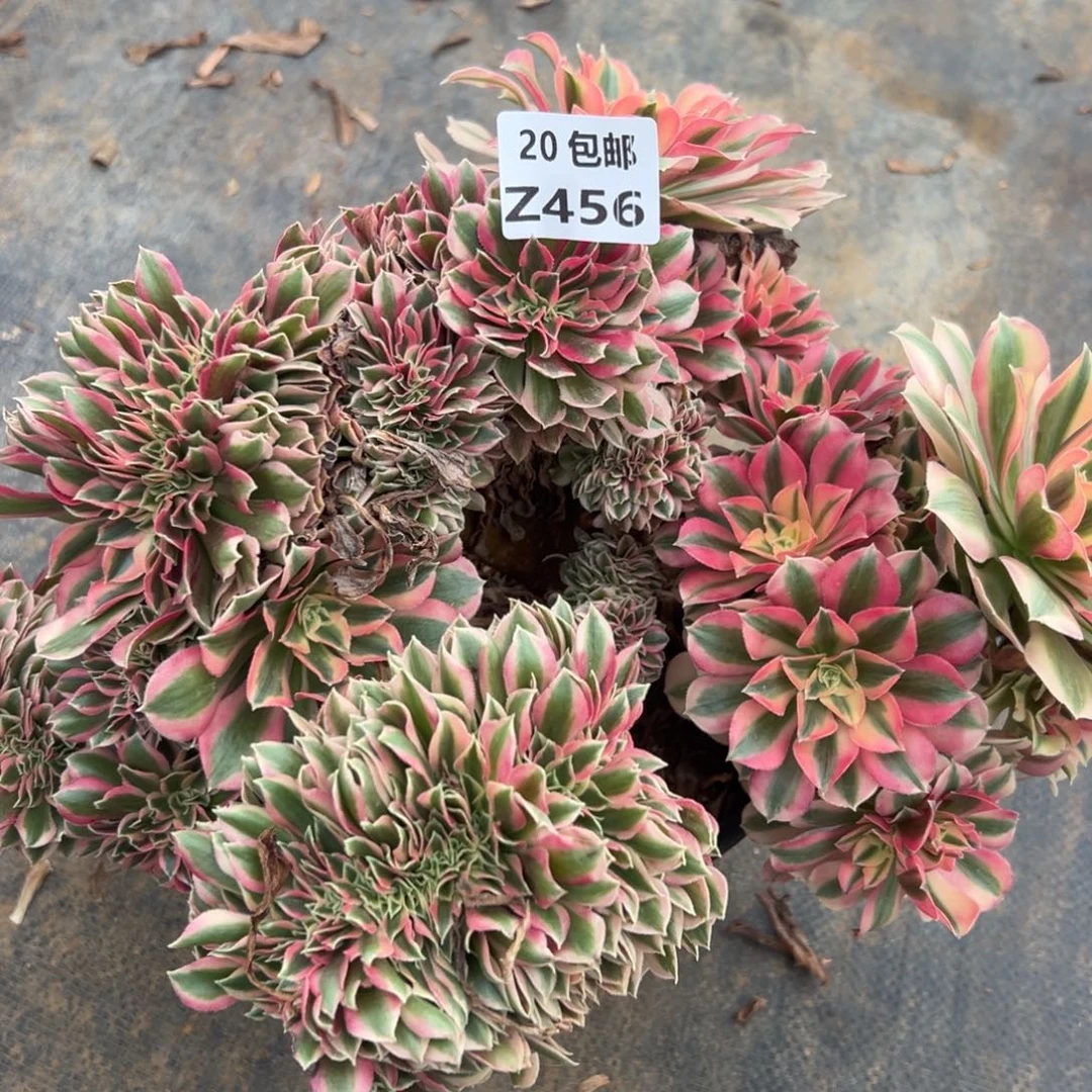 456女巫缀，满20包邮嘟叮熊