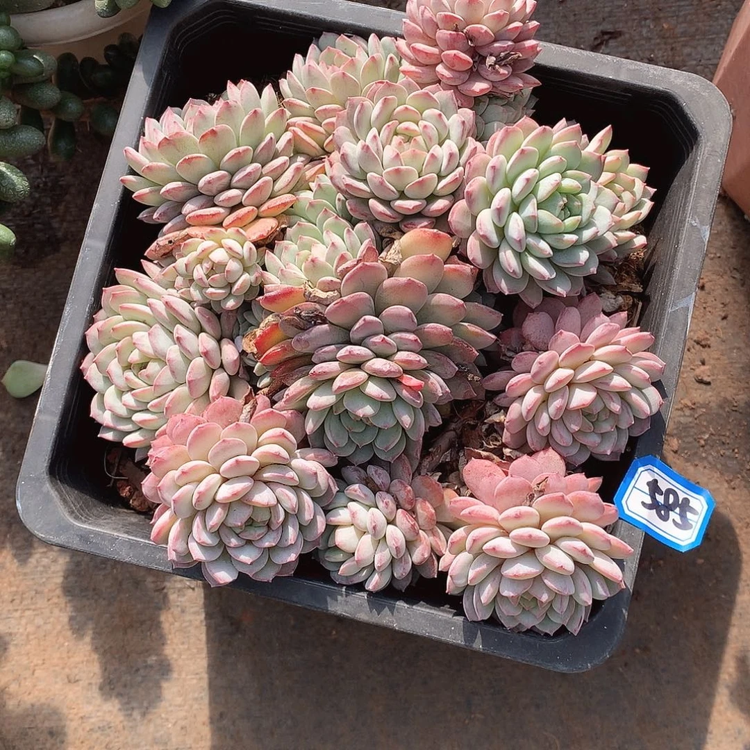 585杂 一物一拍多肉