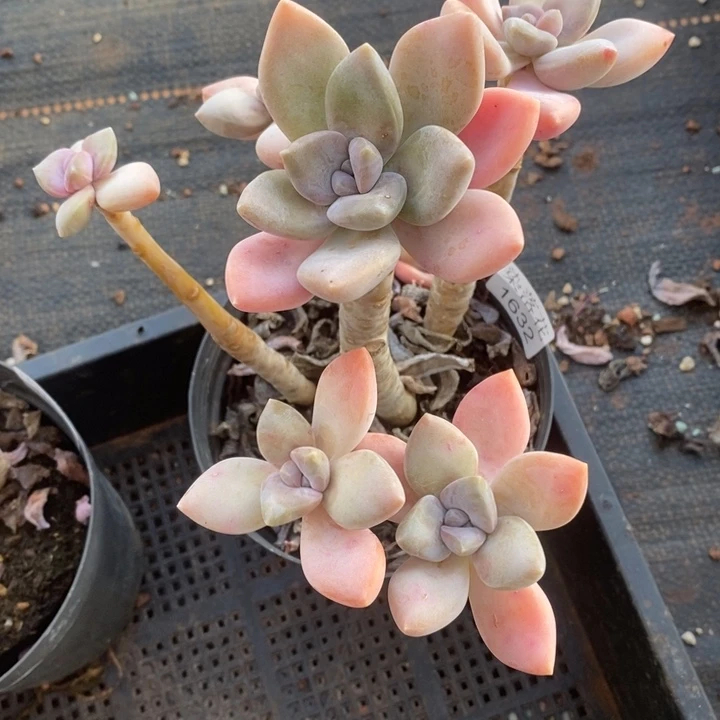 S***o精品多肉植物1632
