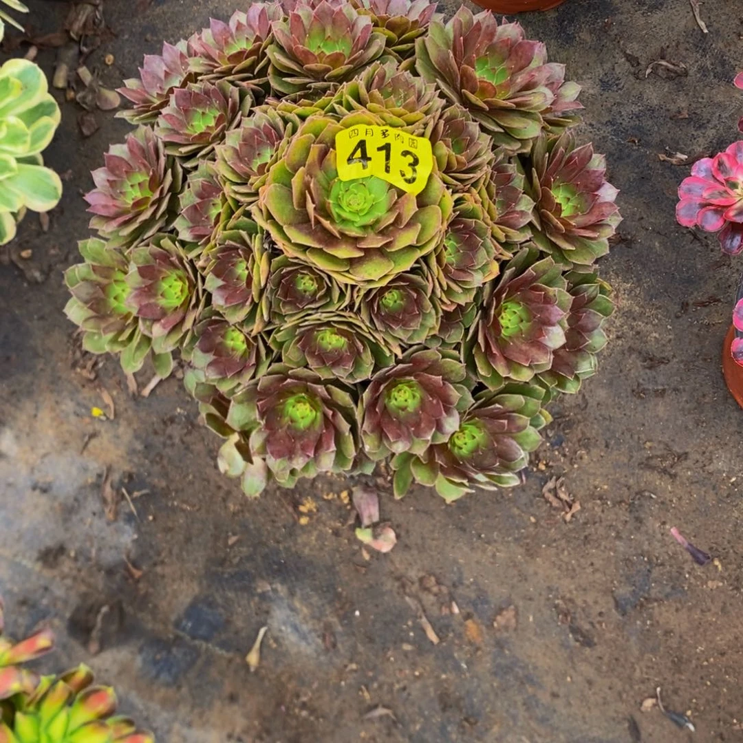 欣***窗多肉红魔00004130000