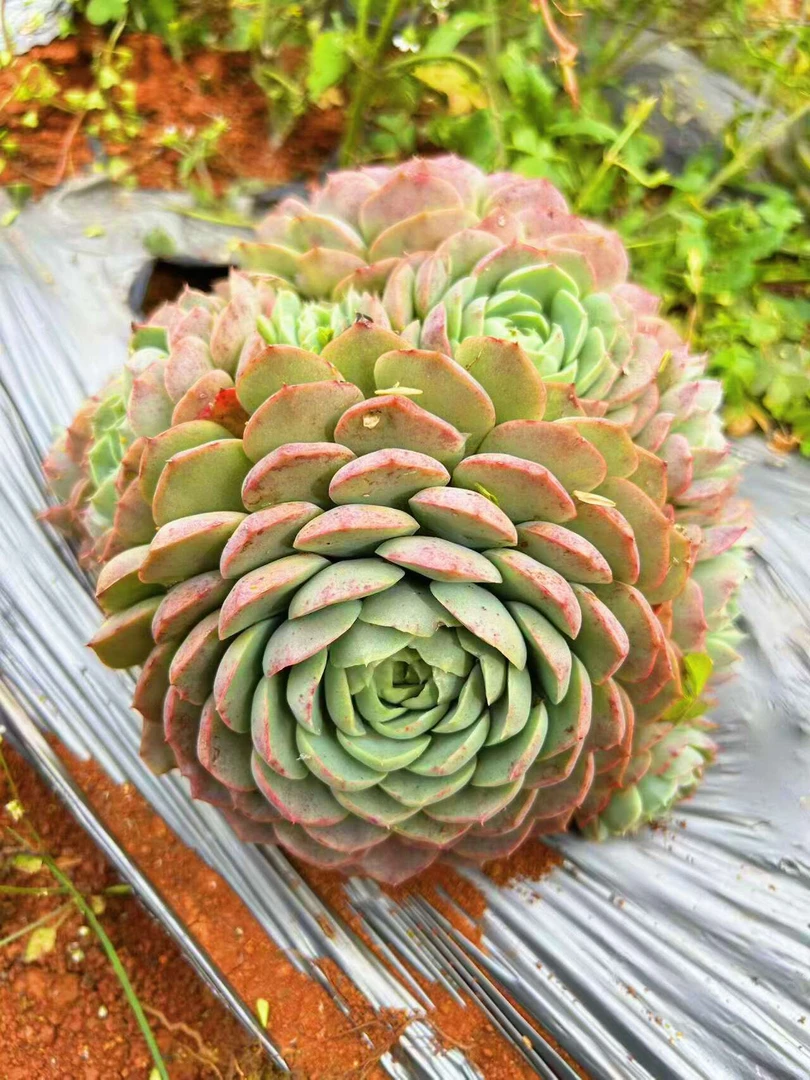 地栽多肉植物批发  朱砂痣