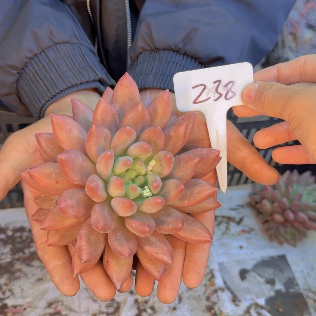 多肉植物和植物等