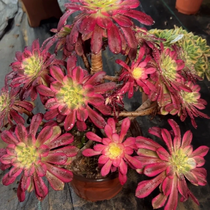 舞天姬641多肉法师一物一拍