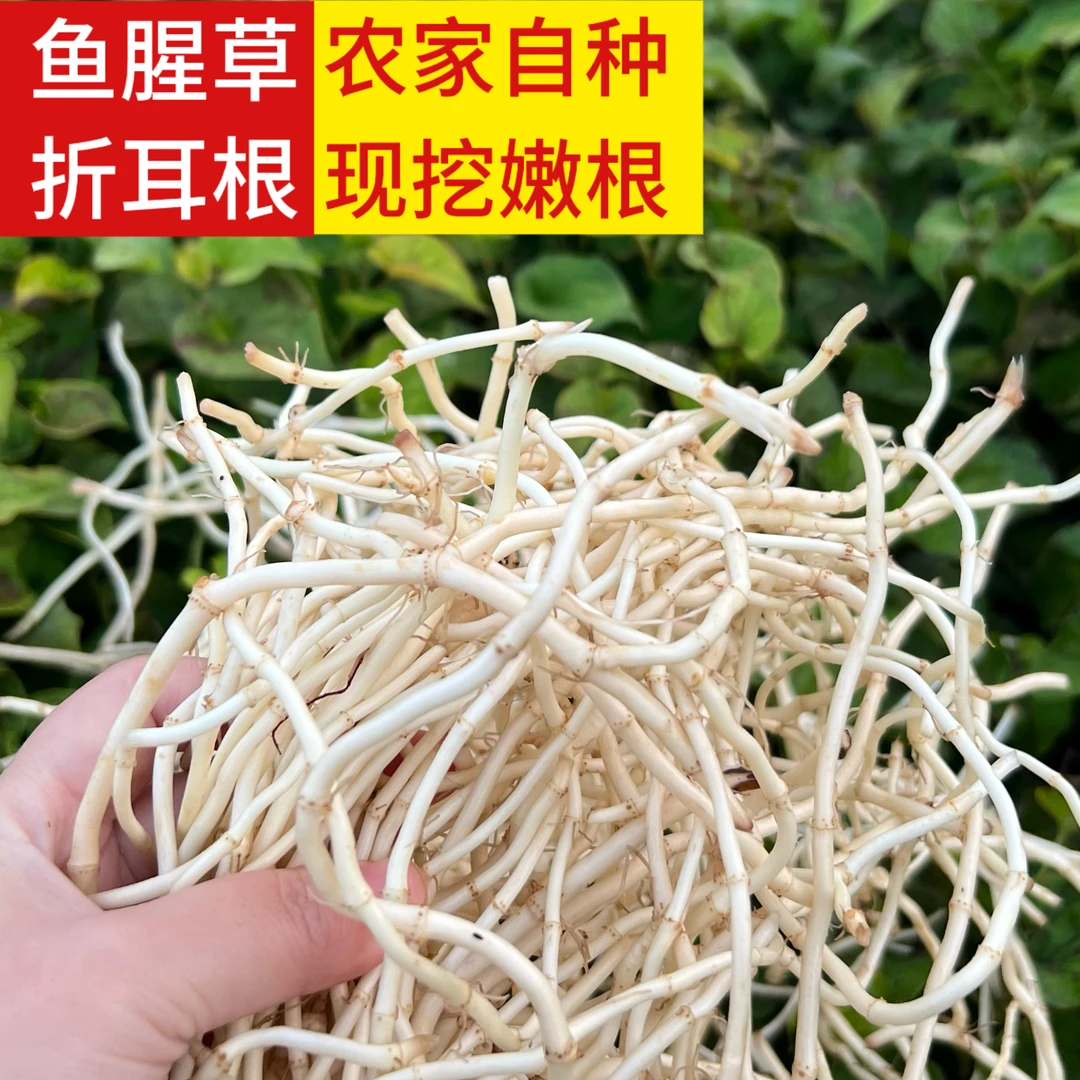 【活动】现挖新鲜带泥鱼腥草折耳根嫩根湖北特产可作凉拌菜的中药材