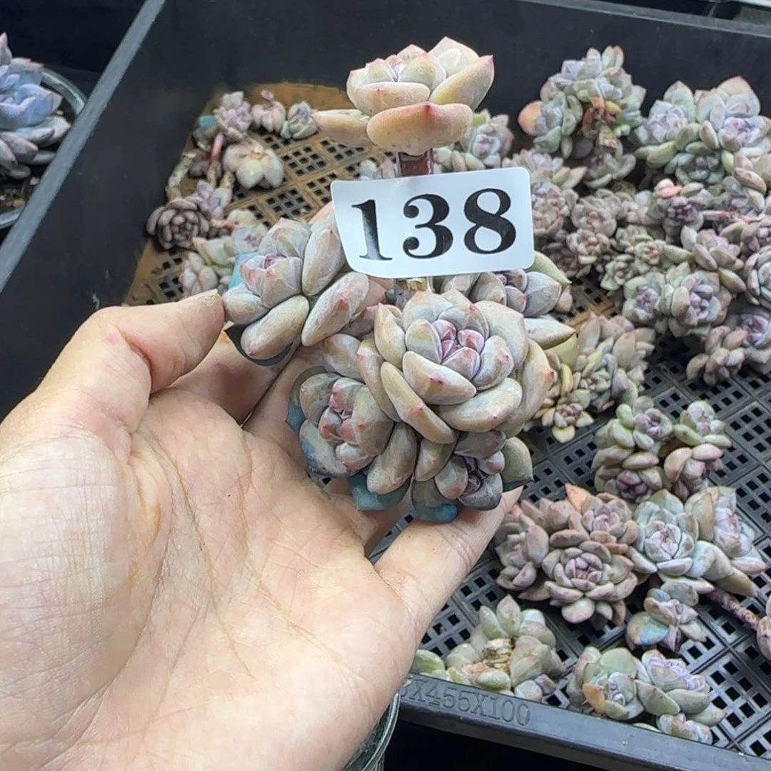 星影6头无根一物一拍138