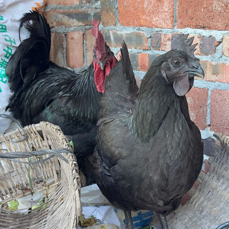 兴文地标跑山乌鸡现场称重1