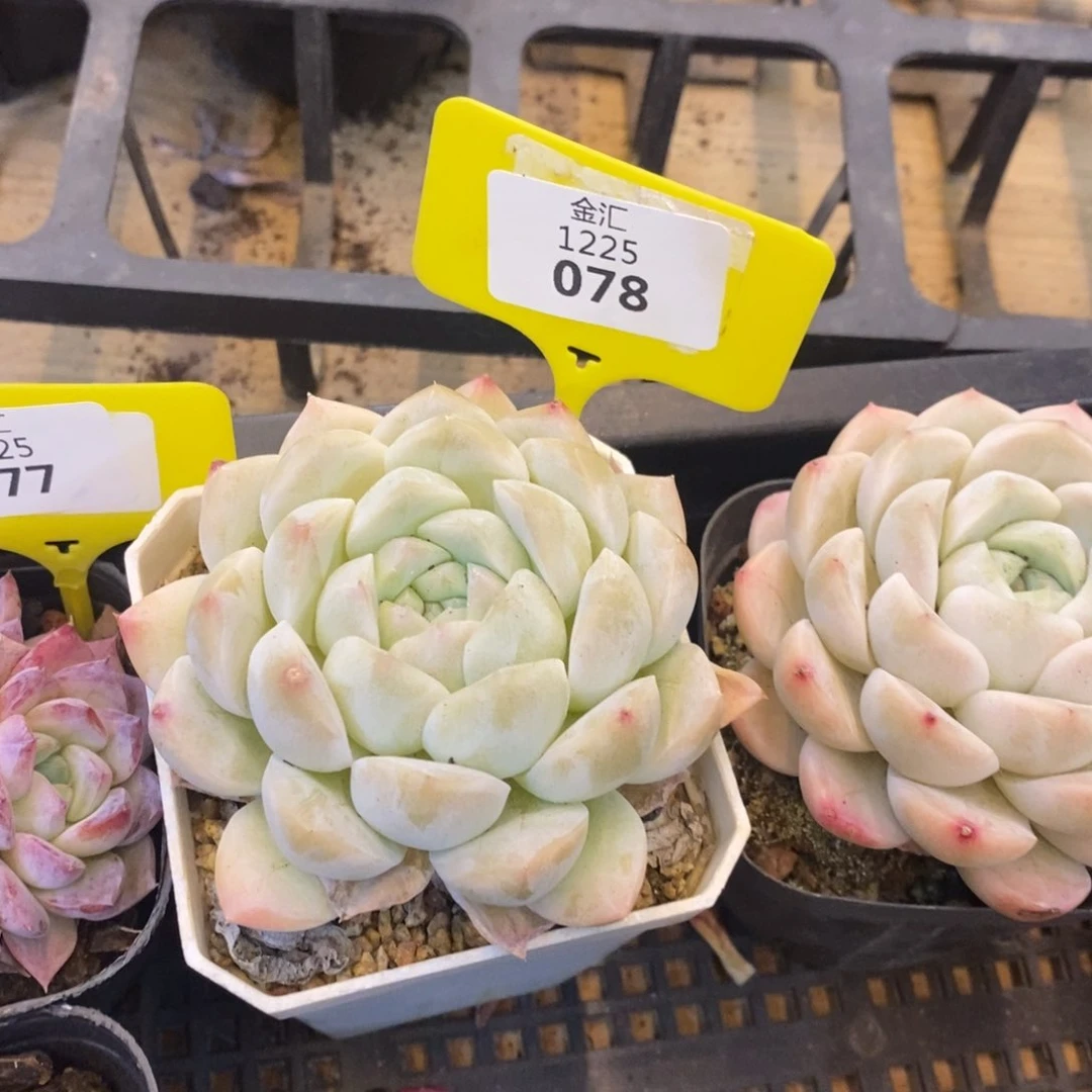 福利多多。1225078