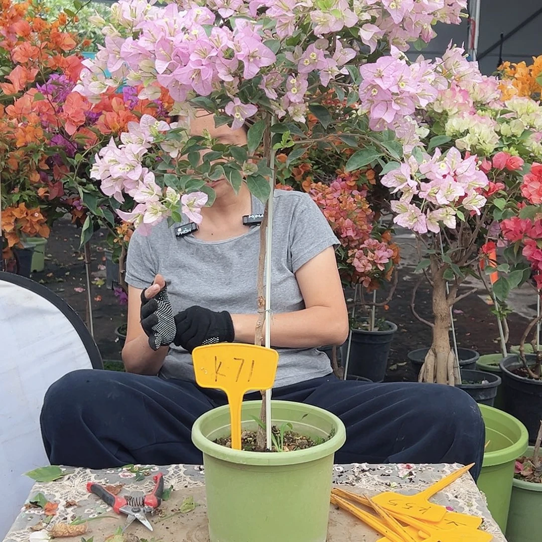 风***扬大部分花苞少量开放K71丽娜