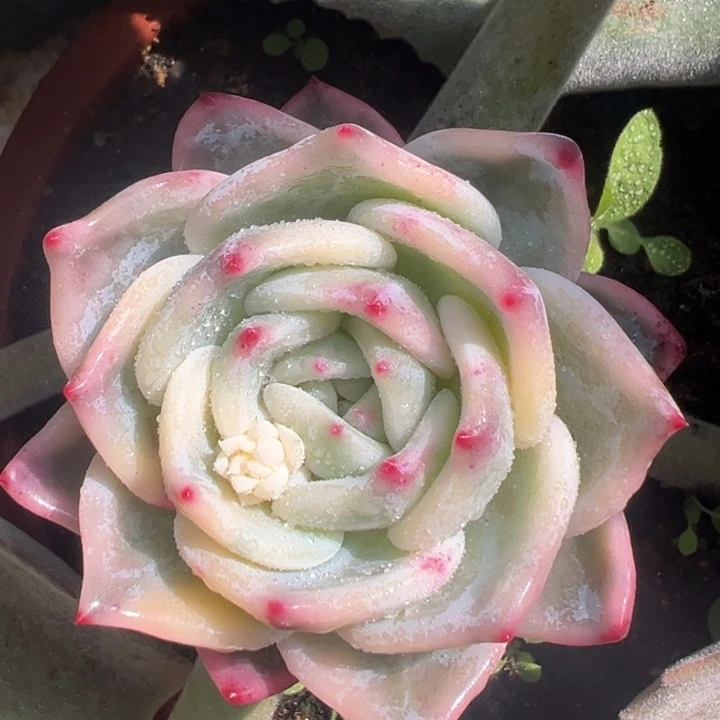 伊丽莎白锦一物一拍锦龙