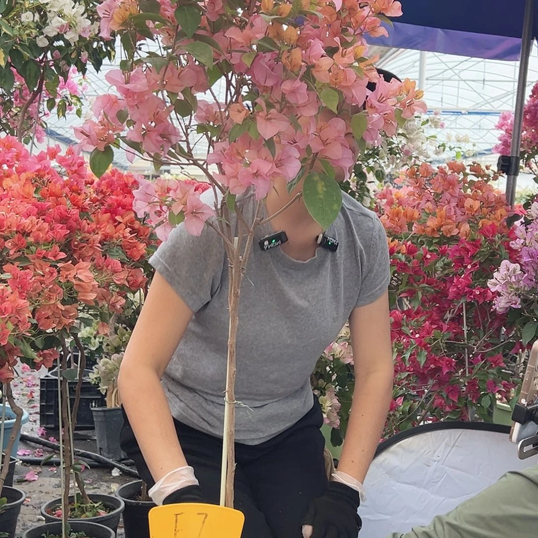 小***学大部分花苞少量开放F7金发
