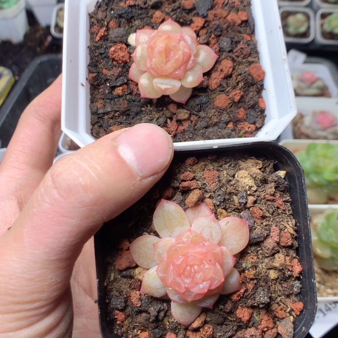 无花朵D144 量拍2颗一组yyyyy