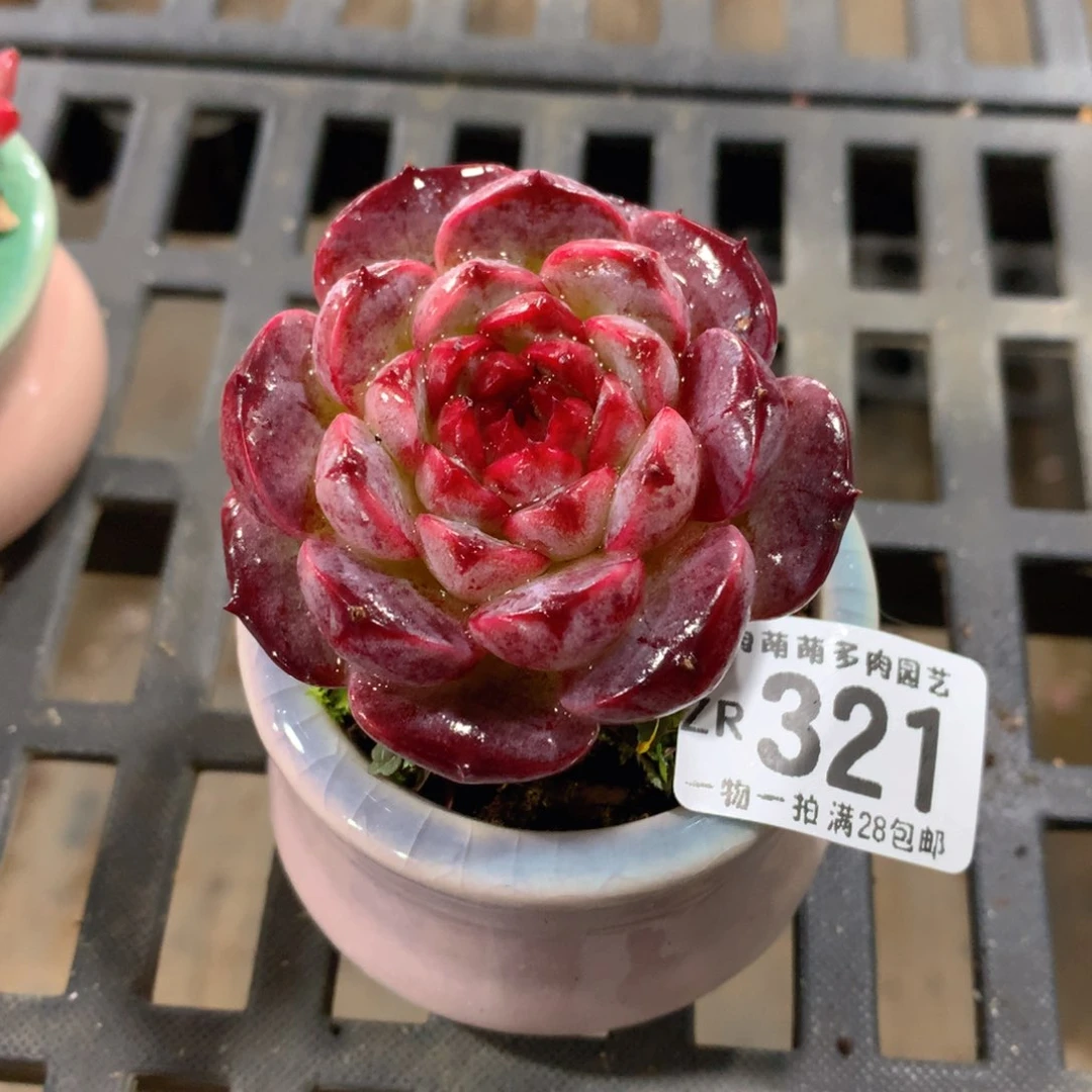 肉萌萌拇指盆精控多肉ZR321