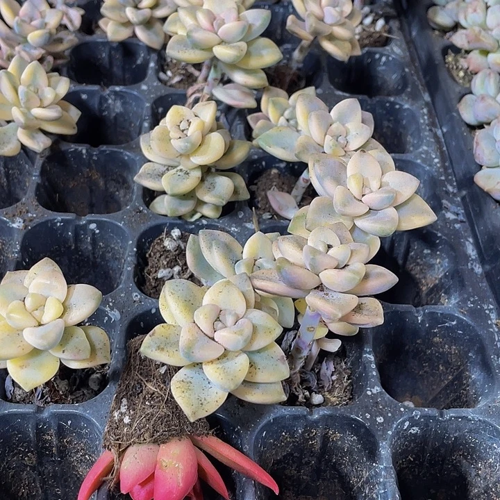 美杏锦1元带土发货