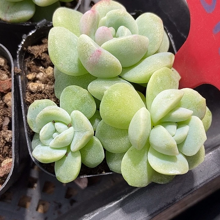 多肉植物冰玉石化815