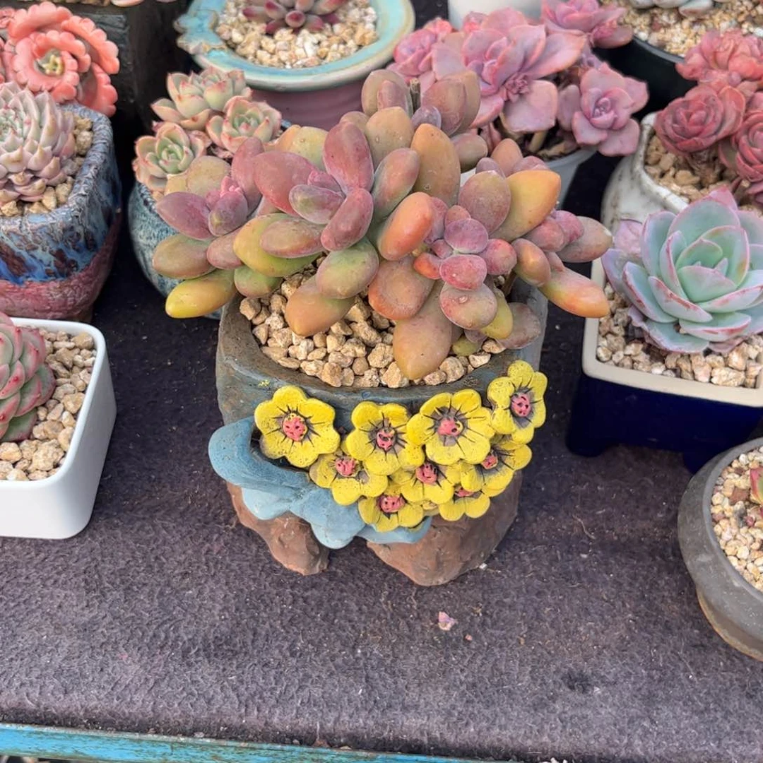 柒*多肉植物1111111