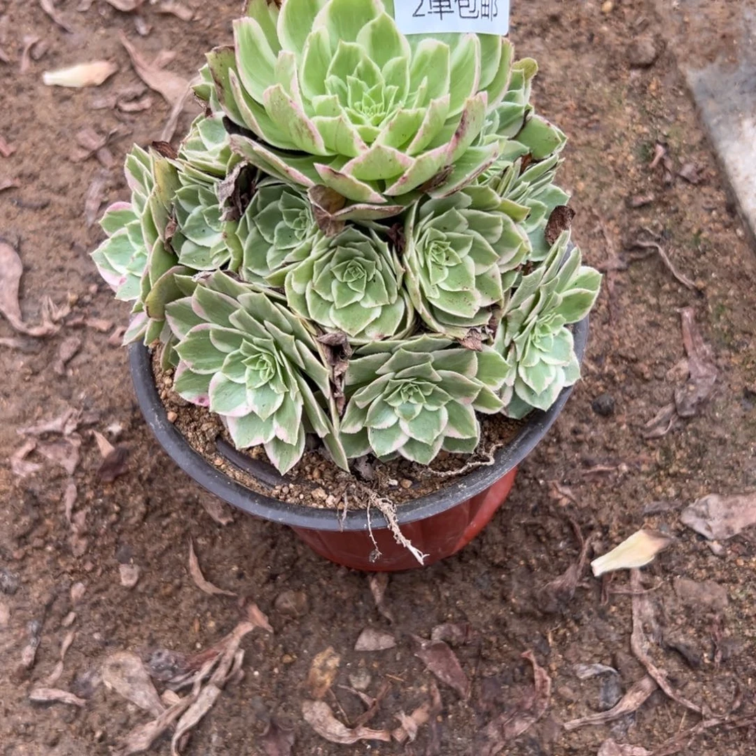 365多肉  水蜜桃不包断头