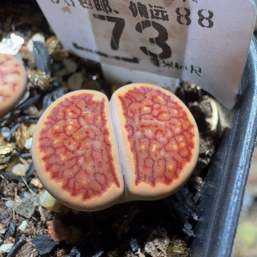 Sssss精品生石花73红窗菊