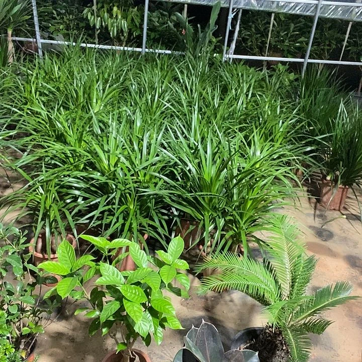 完全开放处理指定橡皮树15的