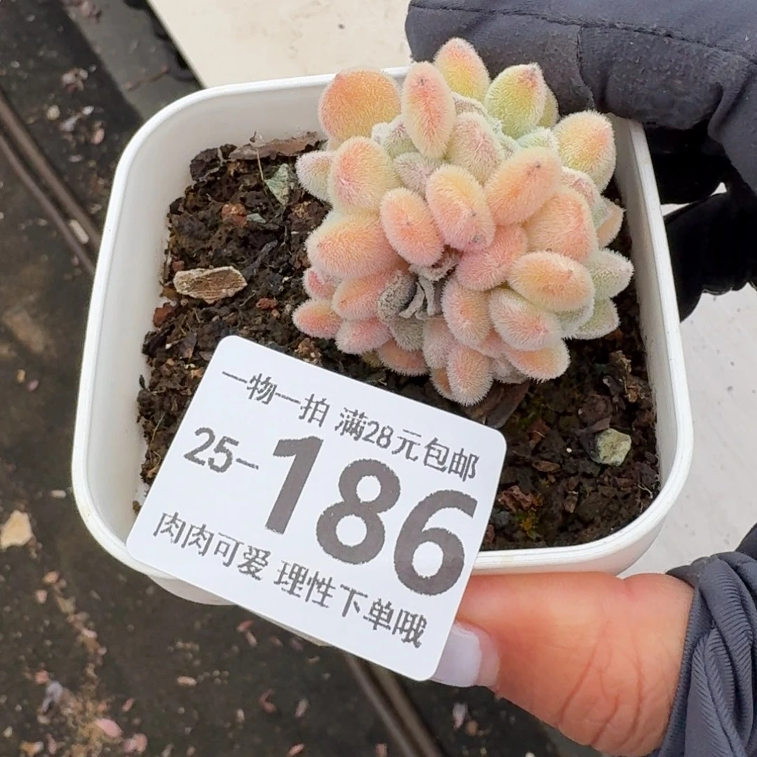 雪晃星缀无盆土发货他