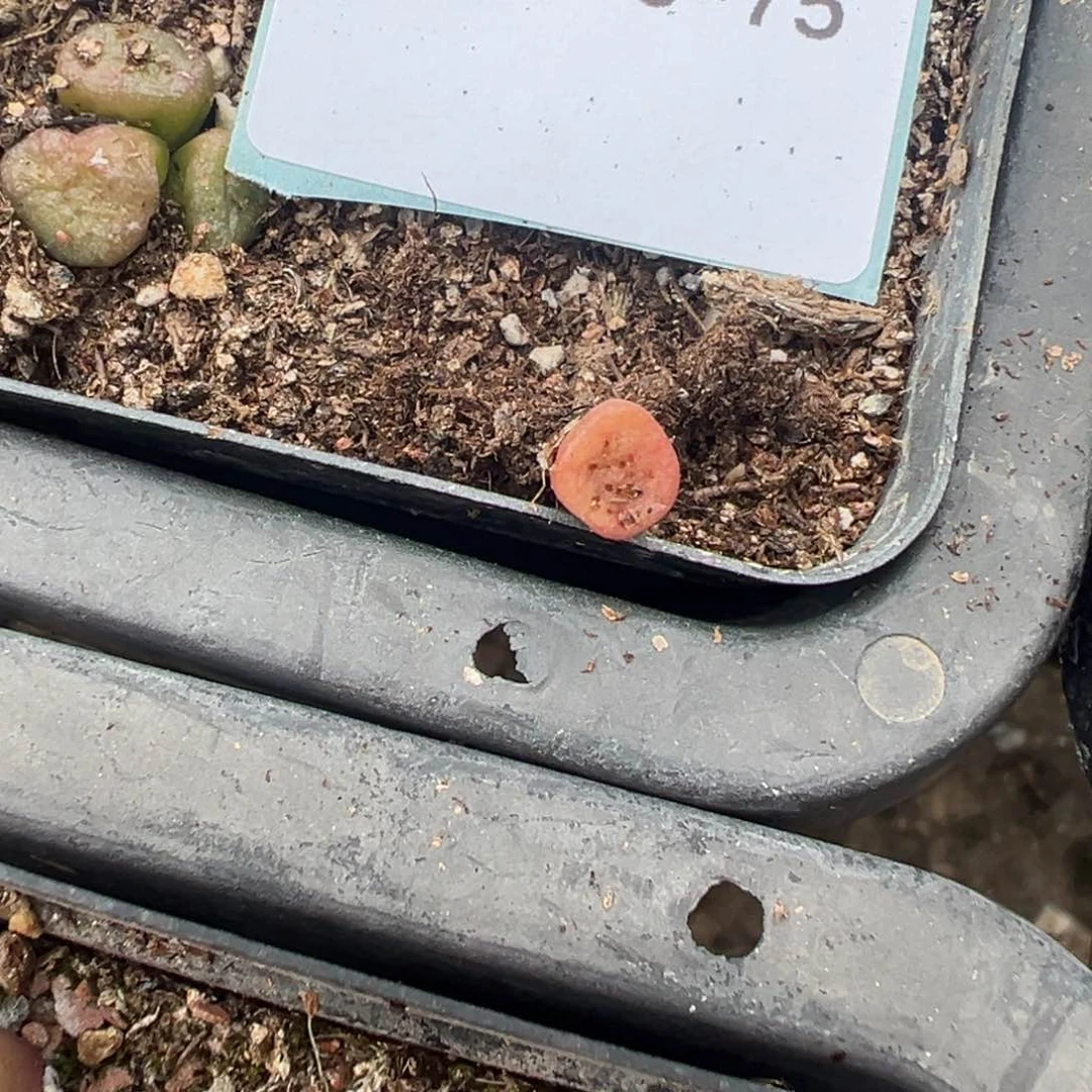 19-75量拍园艺紫方碗2颗