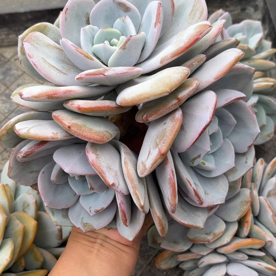 M***~344售后范围签收起7天内