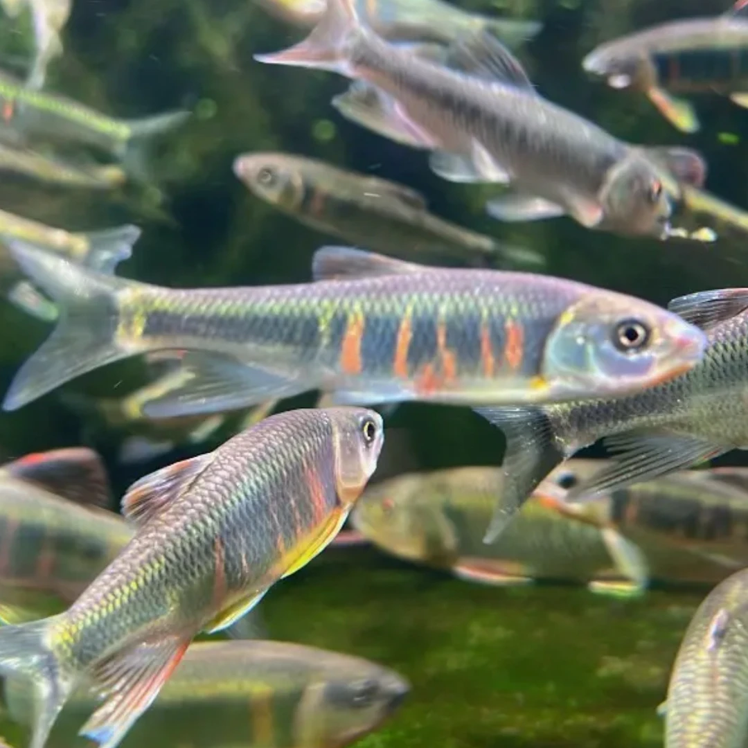 宽长鳍鱲多种耐活好养原生观赏广温水鱼