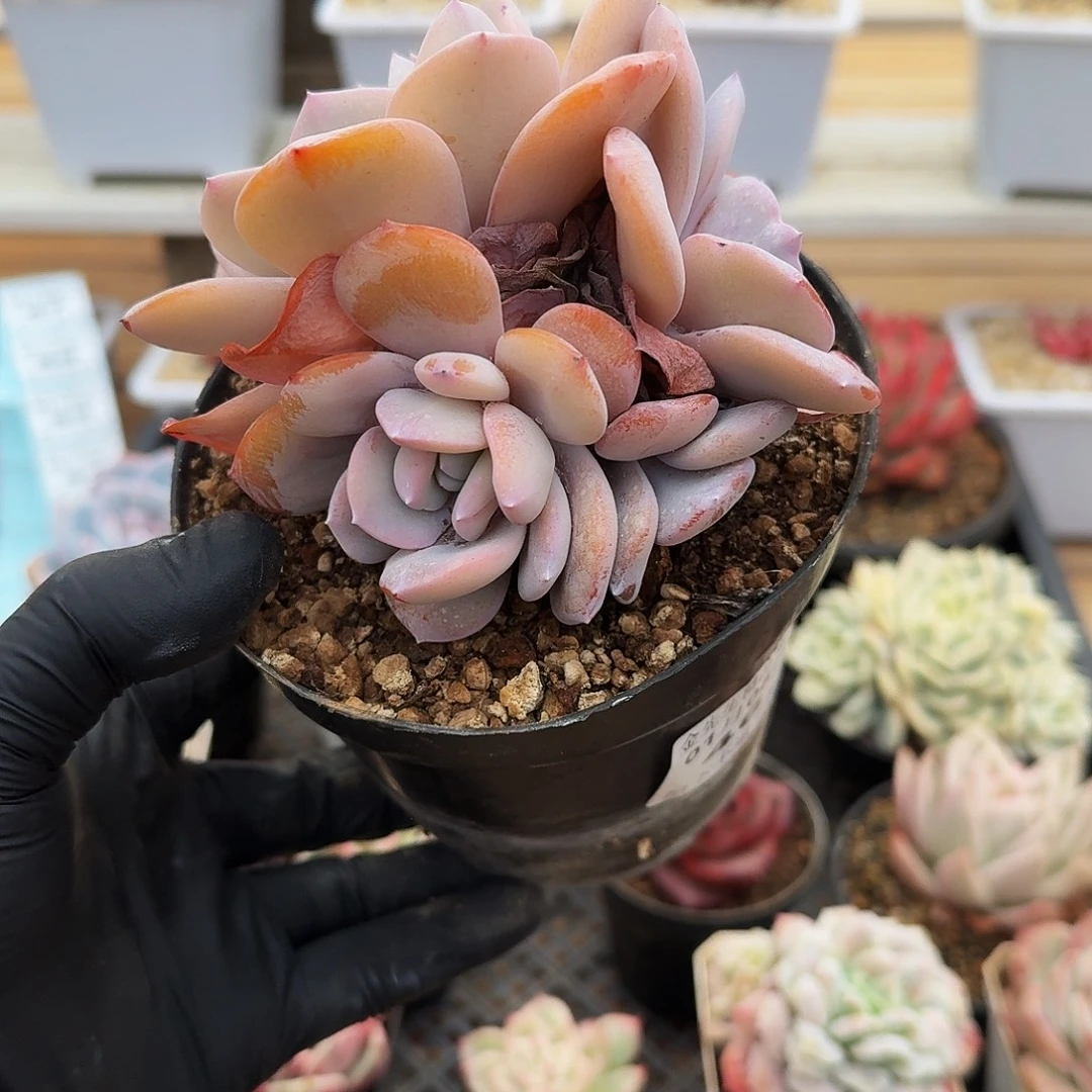 0105-46奶茶群生a