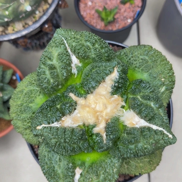 超级哥斯拉血怒18cm巨无霸它还是个孩子