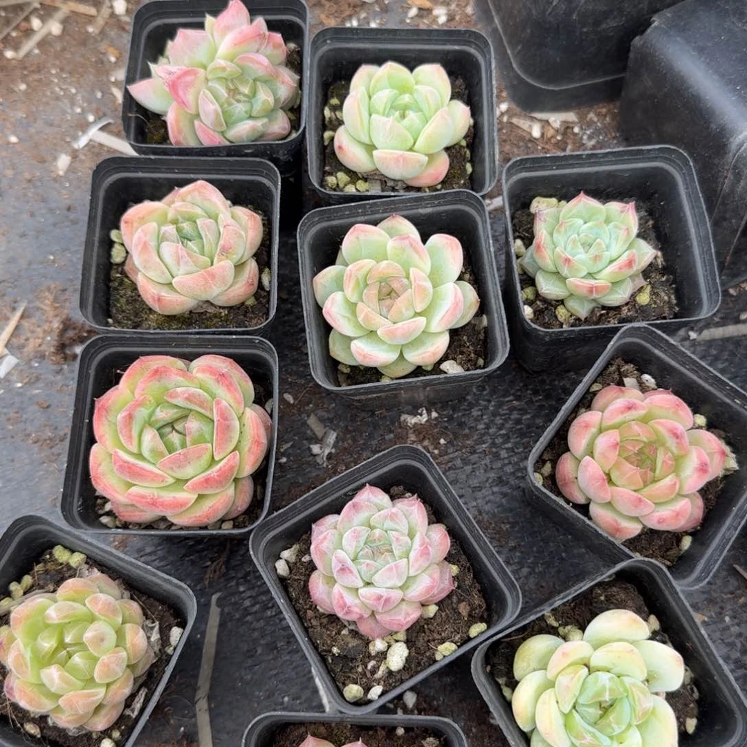 带纹路的珍妮十棵量拍18-10左四