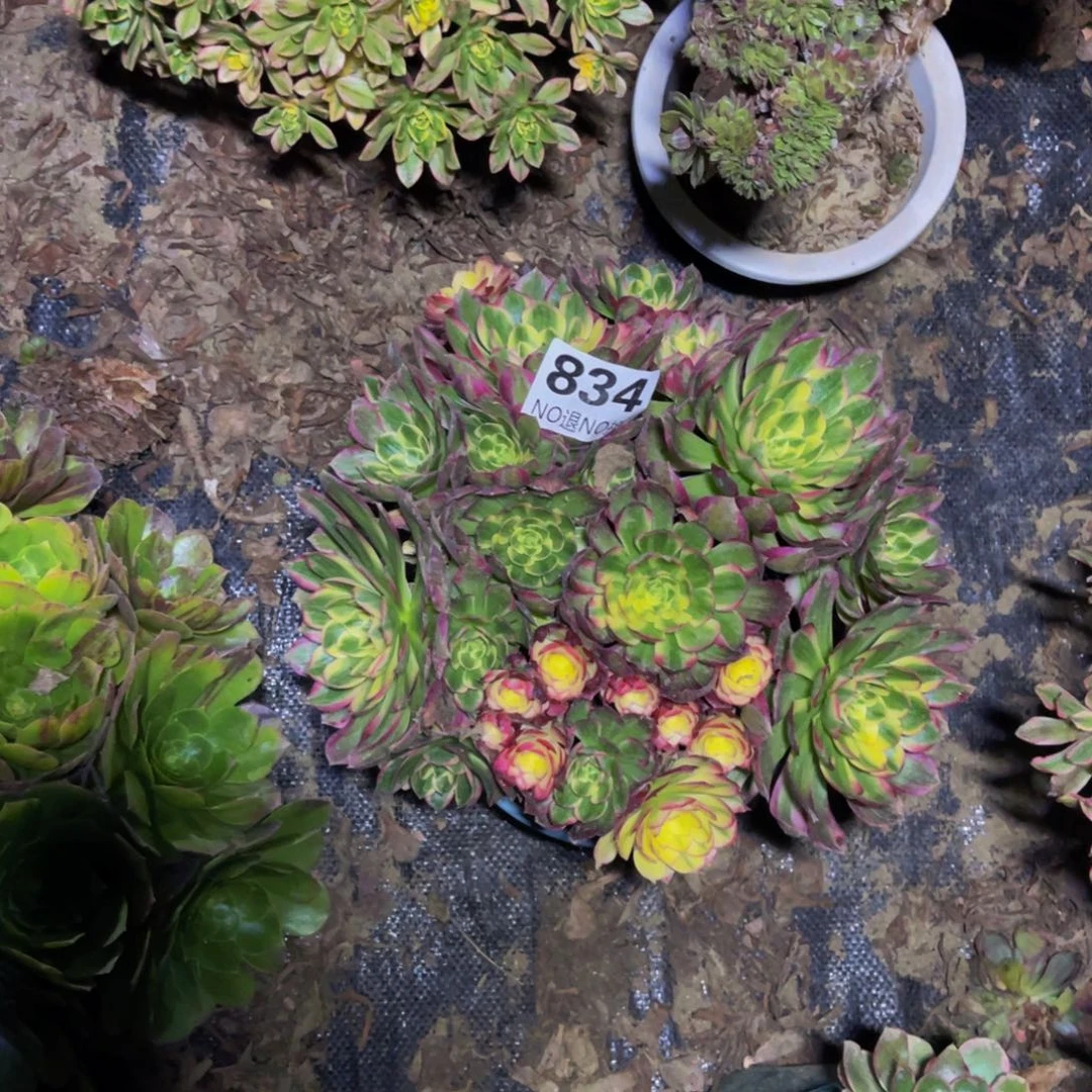 海王法师朵朵1/45