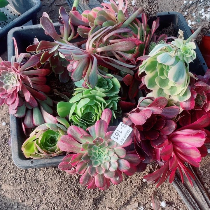 161法师筐多19卫生纸多肉12345578