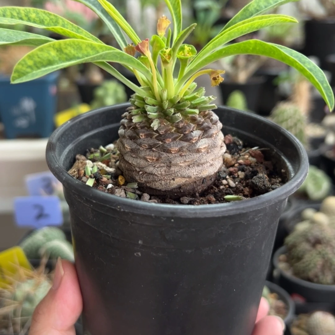 4.5左右铁甲丸带盆111111111