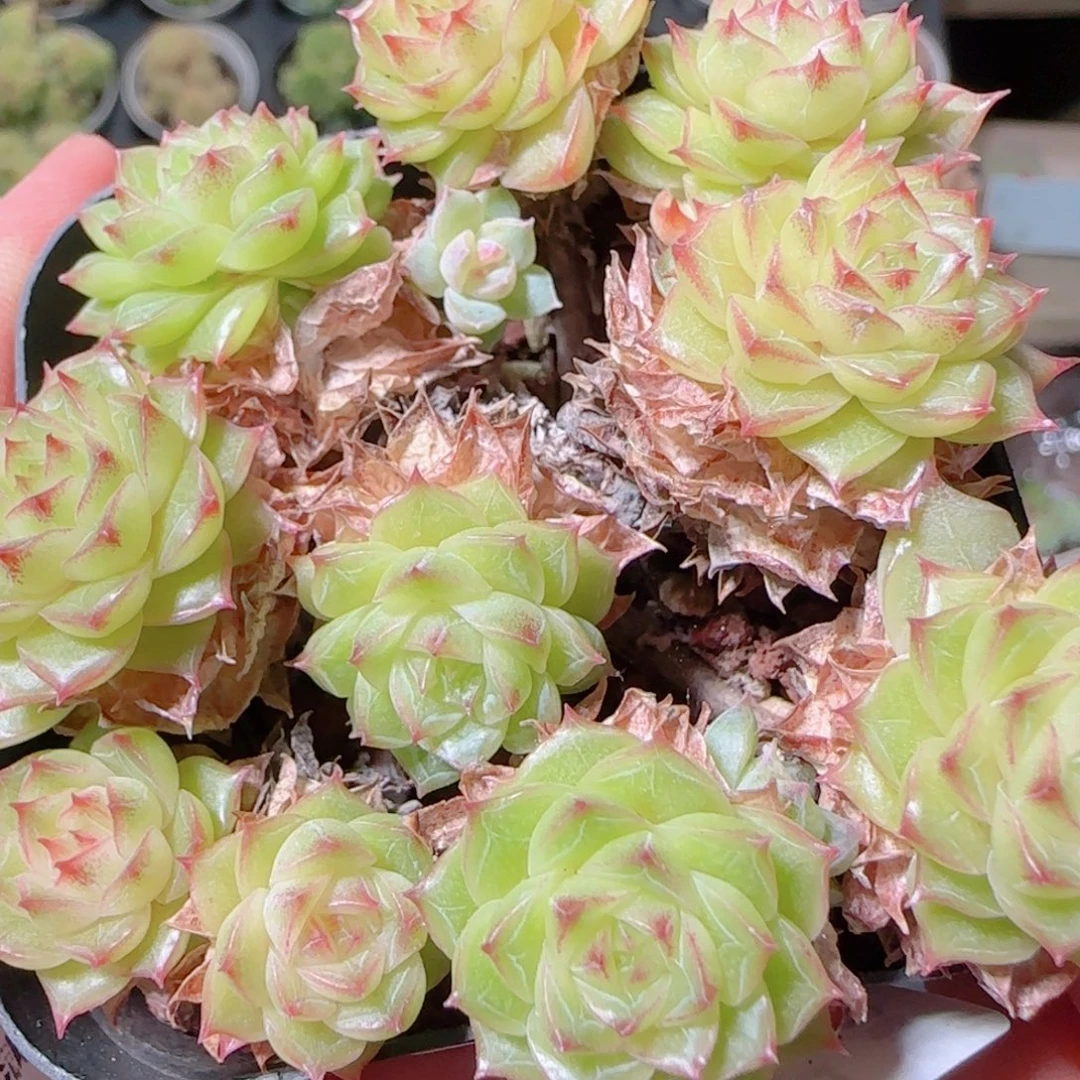 花语逸镜1030-181整