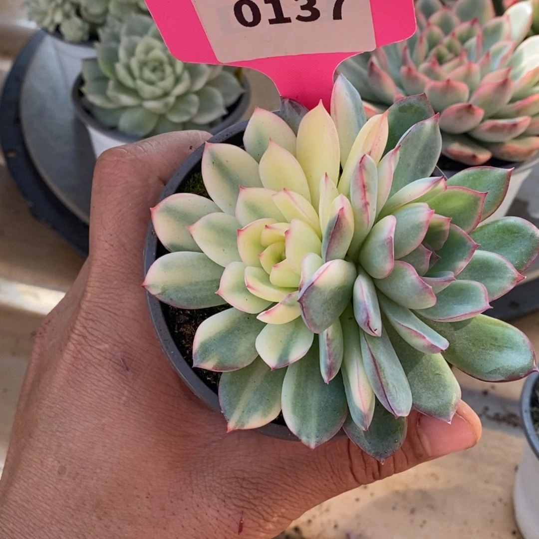 137雨燕座哈哈哈哈哈