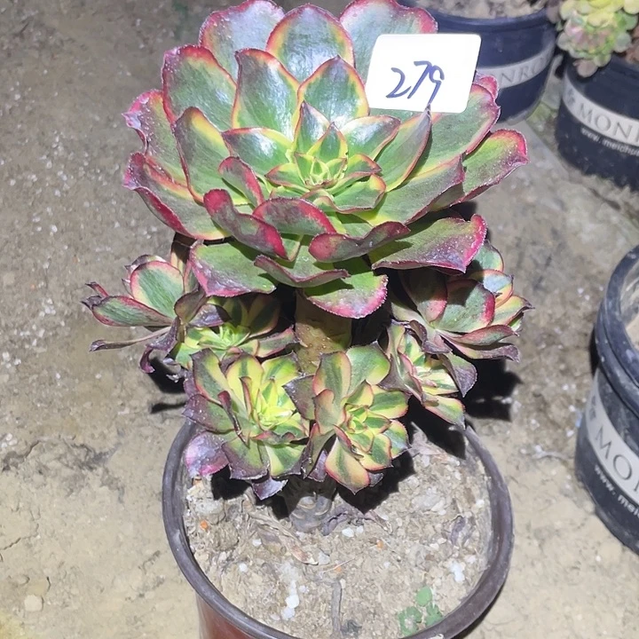 法师植物魅影法师279