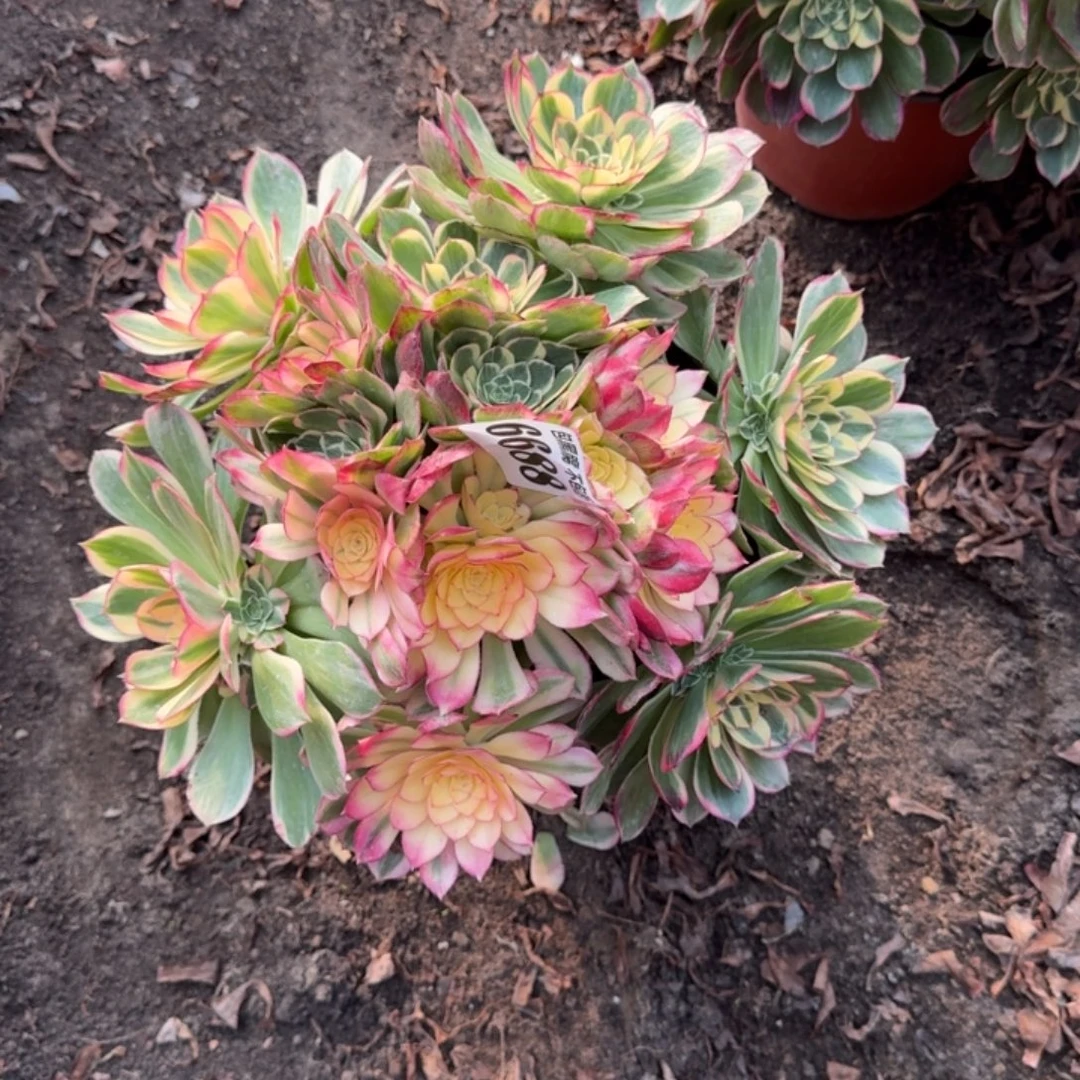 法师丘比特6688 18-31