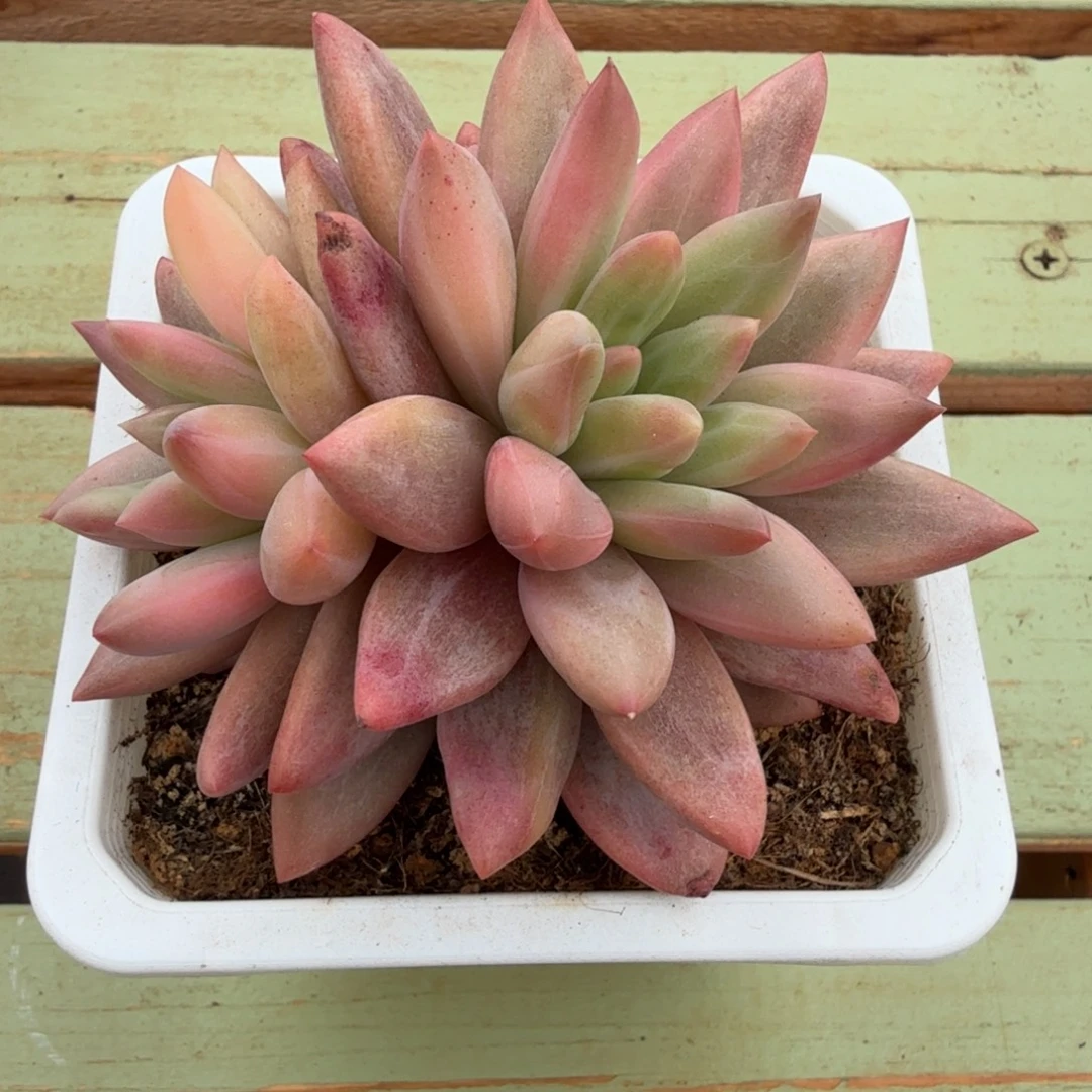 红蜻蜓锦锦上园艺一物一拍