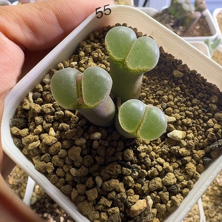 多肉......55.......