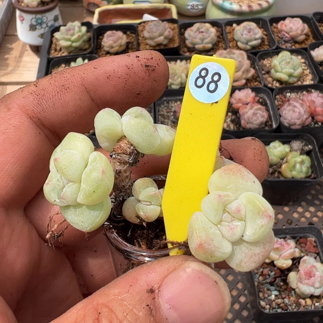 ****s88冰玉老桩无砍0000