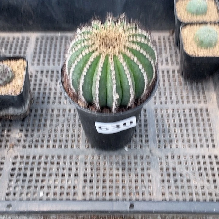 百*大630大栉刺尤伯球