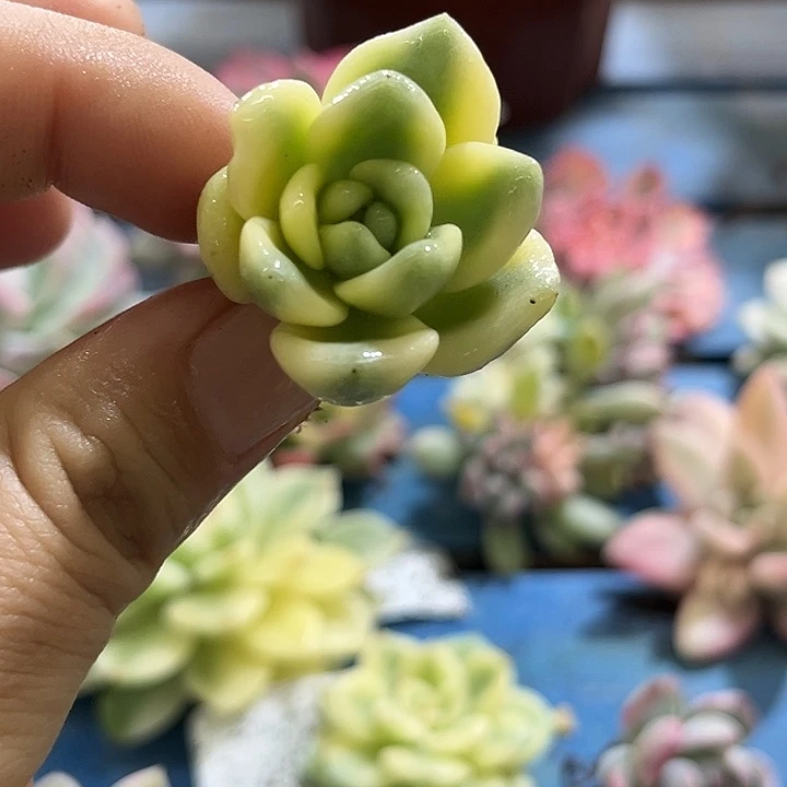 367望舒腹轮锦炸多肉植物